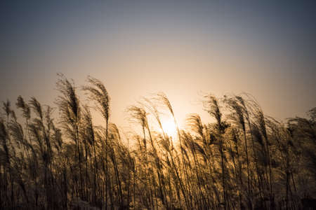 miscanthus flowers in the sunset の写真素材