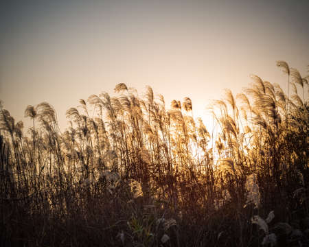 miscanthus flower at dusk の写真素材