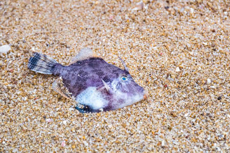 dead marine fish in the sand on beachの写真素材