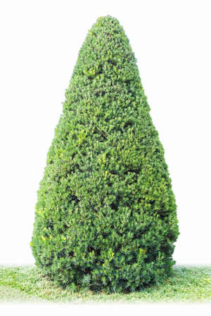 green garden tree with a white backgroundの写真素材