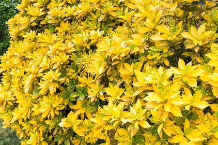 codiaeum variegatum, closeup of croton leaf, tropical plant, variegated laurel.の写真素材