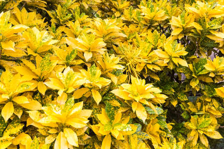 the bright codiaeum variegatum, tropical plant, variegated laurel.の写真素材