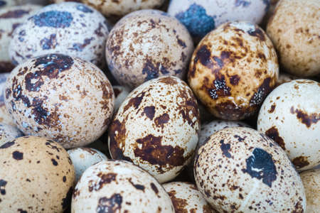 quail eggs closeup , tasty food backgroundの写真素材
