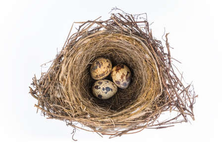 bird's nest with eggs isolated on white backgroundの写真素材