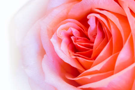 rose closeup, beautiful macro flower natural backgroundの写真素材