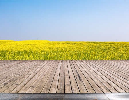 spring landscape of rape field with wooden floor , rapeseed flowers were yellowing the fieldsの写真素材