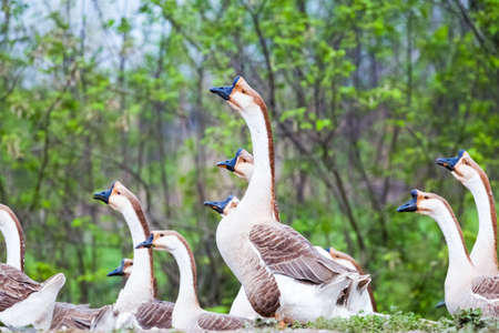 chinese goose closeup in a poultry farmの写真素材