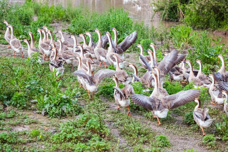 a group of chinese geese in poultry farmの写真素材