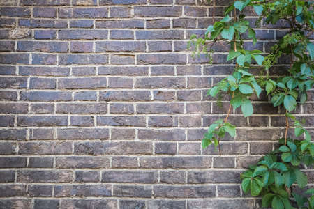 old grey brick wall with green ivy as a backgroundの写真素材