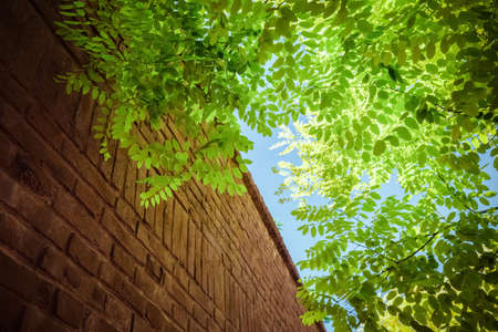 upward view of green tree leaves and old brick wall under the blue skyの写真素材