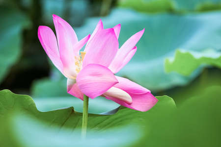 lotus in full bloomの写真素材