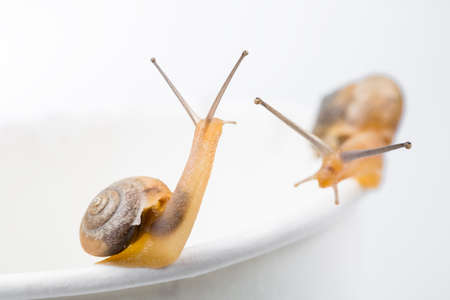 garden snail on paper cup of white backgroundの写真素材