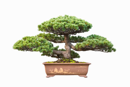 five needle pine bonsai with a white backgroundの写真素材
