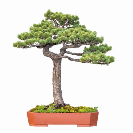 bonsai tree of five needle pine with a white backgroundの写真素材