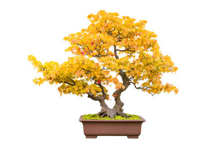 bonsai tree of trident maple in autumn with a white backgroundの写真素材