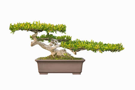 bonsai tree of chinese littleleaf box with a white background
