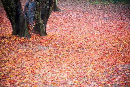 fallen leaves of the maple tree,  autumn colors backgroundの写真素材