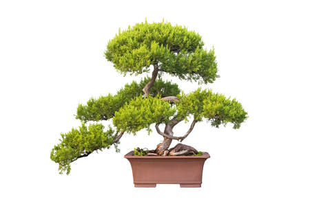 bonsai tree of chinese juniper isolated on a white backgroundの写真素材