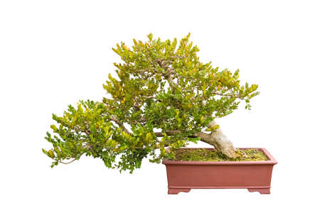 bonsai tree of chinese littleleaf box isolated on a white backgroundの写真素材
