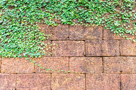 closeup of the ivy on laterite brick wallの写真素材