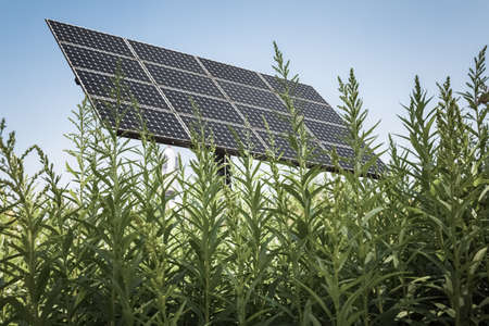 solar panel in the high grass, clean energy backgroundの写真素材