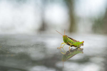 closeup of the green grasshopper, macro nature of insectsの写真素材
