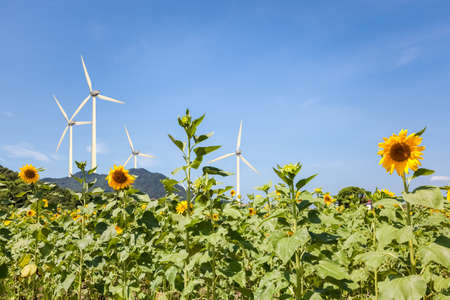 sunflower field and wind power , clean energy backgroundの写真素材