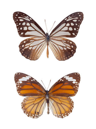 danaus chrysippus ,two tiger spots butterflies isolated on white with clipping pathの写真素材