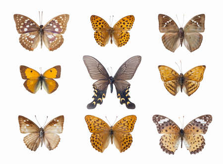 nine beautiful butterfly isolated on whiteの写真素材