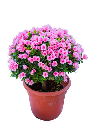 azalea bonsai isolated on white with clipping pathの写真素材