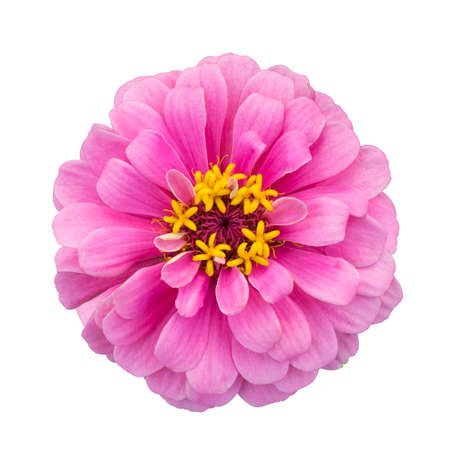 pink zinnia elegans isolated on white with clipping pathの写真素材