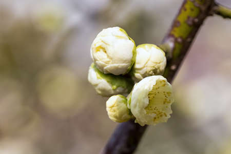 flower bud of the white plum blossom in early springの写真素材