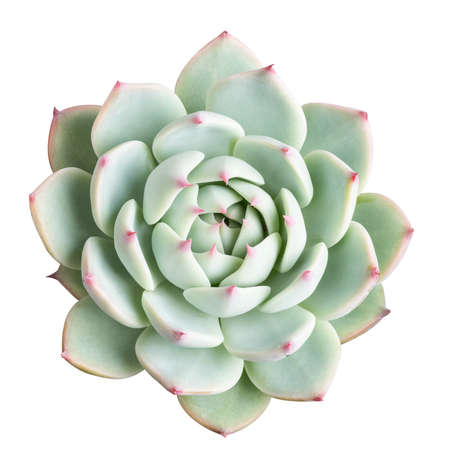 succulent plant isolated on white with clipping path, echeveria chihuahuaensisの写真素材