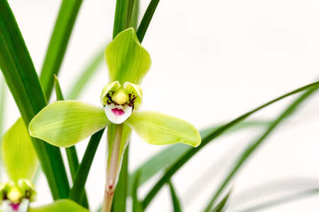 orchids bloom in the spring, cymbidium goeringii closeupの写真素材