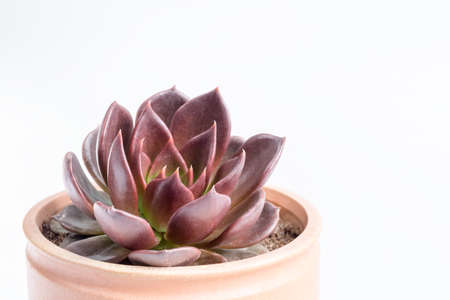 purple succulent plant closeup on a white backgroundの写真素材