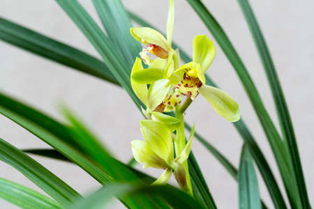 beautiful chinese orchids bloom in the springの写真素材