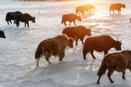 snow area plateau yak at dusk in tibetの写真素材