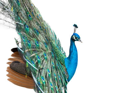 peacock isolated on white with clipping pathの写真素材