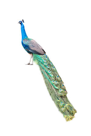 peacock isolated on white with clipping pathの写真素材