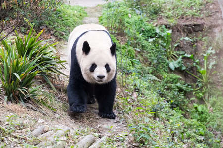 closeup of the giant panda in walkingの写真素材