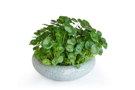hydrocotyle vulgaris isolated on white background , indoor ornamental plantの写真素材