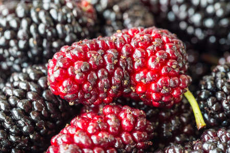 closeup of the freshness mulberry fruit in summertime