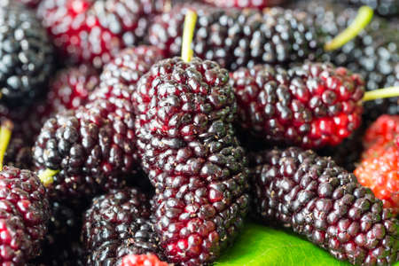 closeup of the freshness mulberry fruit in summertime