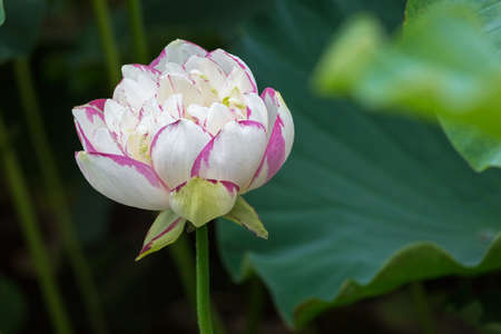 lotus flower in full bloomの写真素材