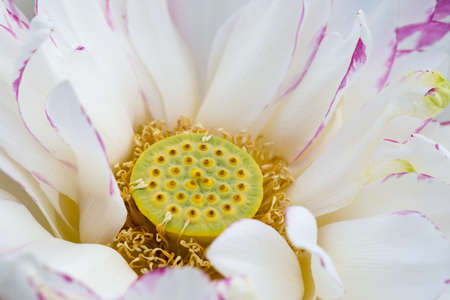lotus flower closeupの写真素材