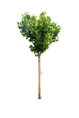 platanus tree isolated on white backgroundの写真素材