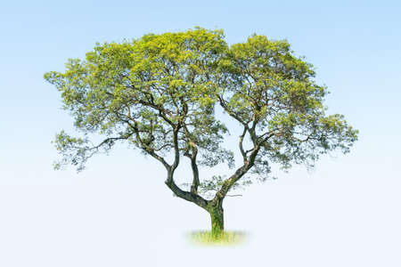 a big tree isolated on blue sky , acacia confusaの写真素材