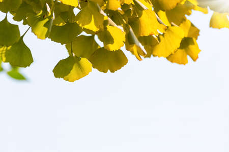 ginkgo leaves on white background, early autumn concept