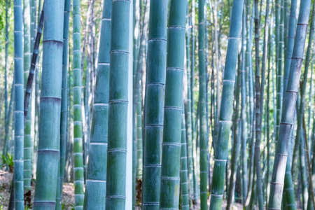 bamboo forest trees closeup, beautiful nature conceptの写真素材