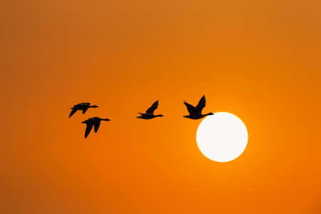 wild geese in sunset, migratory birds fly south, season changes conceptの写真素材